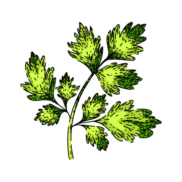 cerefolium chervil sketch hand drawn vector cerefolium chervil hand drawn. anthriscus plant, illustration food, fennel parsly cerefolium chervil vector sketch. isolated color illustration cerefolium stock illustrations