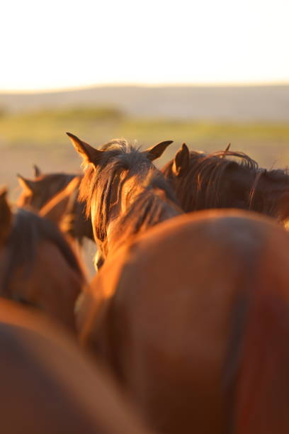 Herd of wild horses in nature