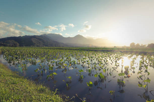 Hanalei is a small town in a large valley on the beautiful north shore of the island of Kauai, Hawaii. This kalo (taro) field is at the east end of town. The root of the kalo plant is used to make poi, which was the primary food of the ancient Hawaiians.