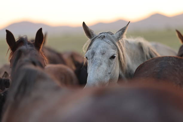 Herd of wild horses in nature