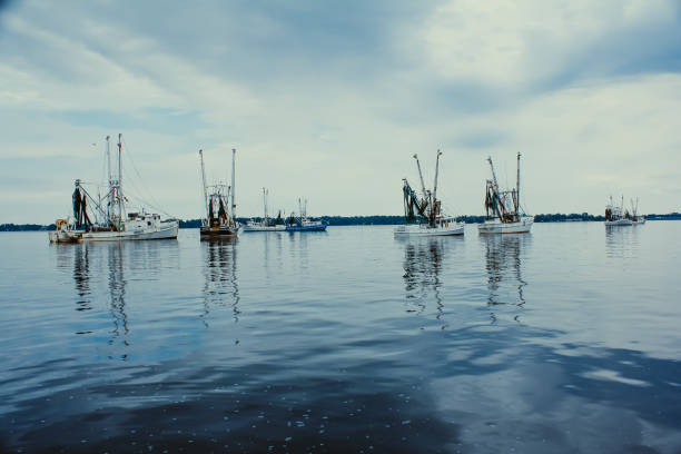 Several fishing trawlers moored on the Neuse River in North Carolina.