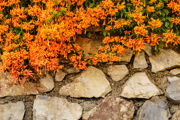 Orange flowers hanging over the garden fence wall in Spain. Pyrostegia venusta. Nature, blooming background.