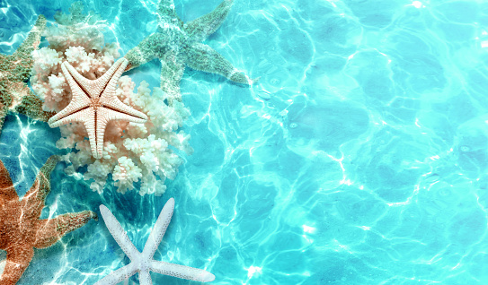 An underwater scene in Boracay Island, Philippines. The image showcases a coral reef with a blue starfish positioned at the center. The reef is adorned with various types of corals, including brain corals, stony corals, and branched formations. The water is clear and blue, allowing visibility of sunrays penetrating the surface. No fish are visible in the photograph.