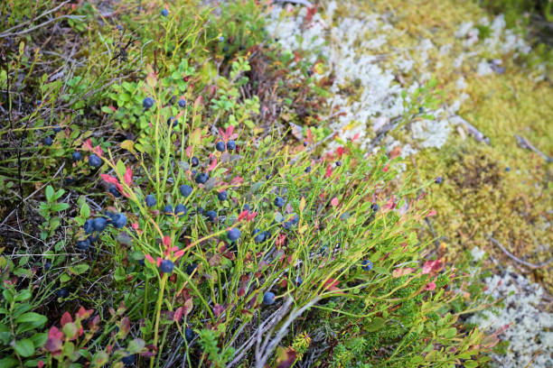 istock Blueberries, berries on a bush in the forest 2008394236