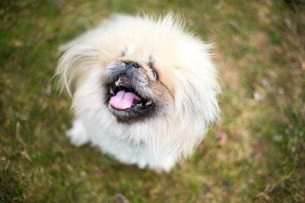 istock A fluffy purebred Pekingese dog looking up 2008394237