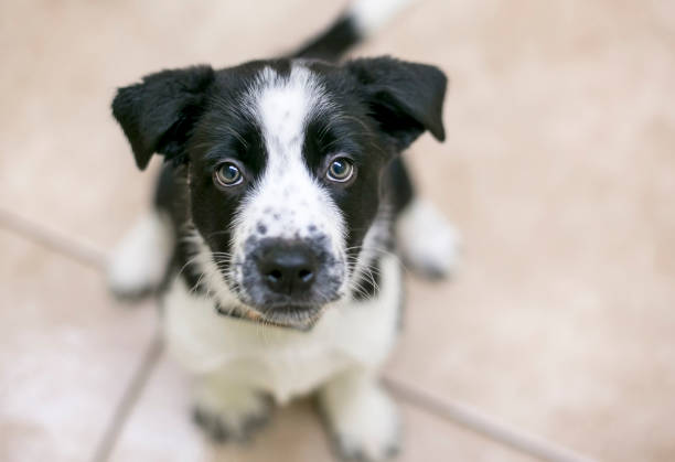 thai puppy dog, pet