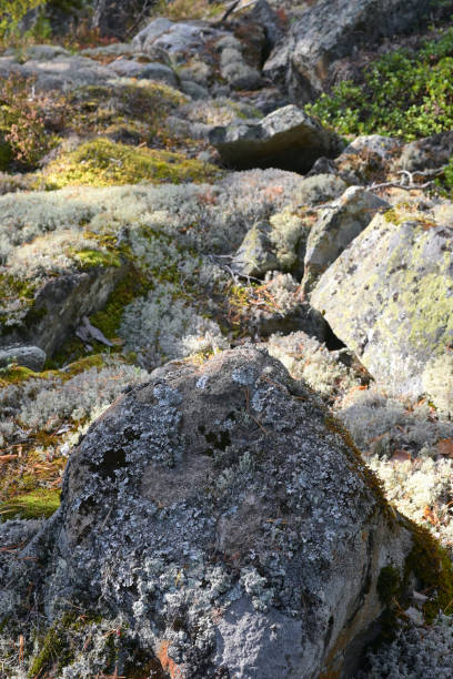 istock Stones overgrown with moss in a coniferous forest 2008394768