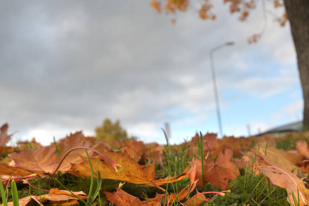 Yellow maple leaves on the grass, autumn