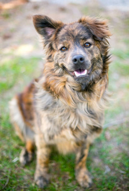 istock A mixed breed dog with one upright ear and one floppy ear 2008394808