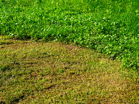 Close-up of a field dotted with green grass. Part of it is mowed by a trimmer. Lawn mowing concept