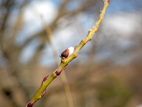 Close-up of budding buds on a branch. Blurred background in the background. The concept of the arrival of spring and the revival of nature