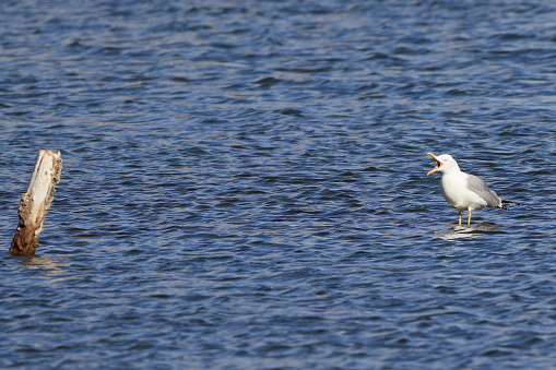 It is a seagull standing in the shallow water of a lake and talking to a pole. It looks very much like a politician who talks nonsense demagogy for the benefit of no one