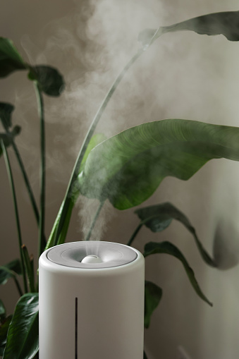 Ultrasonic diffuser, air purifier, humidifier releases stream of cold steam room for proper houseplant growth. Care hydration of plants in dry air. Aroma oil steam aromatherapy. Body health treatment.