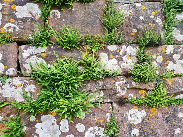 istock Stone wall background with moss and fern 2008439902