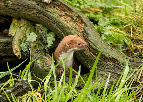 Weasel taken at British Wildlife Centre
