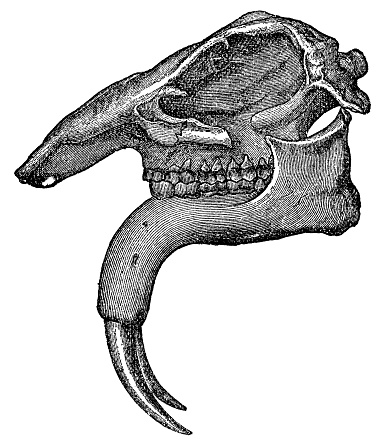 A Deinotherium skull. Vintage etching circa 19th century.
