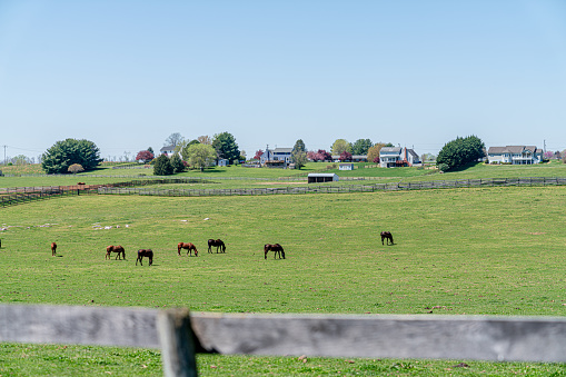 Vibrant Green, Beautiful Horse Pasture at a Horse Rehabilitation and Rescue Center in Maryland, USA