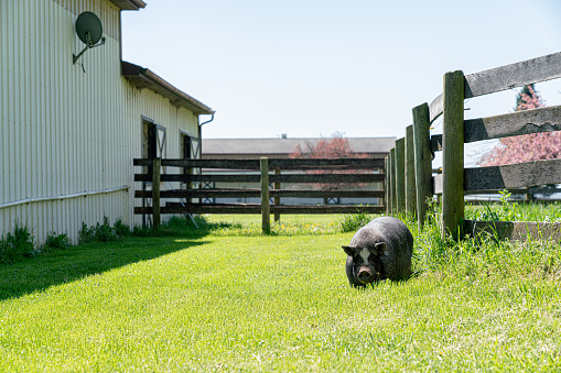 Sleepy Pot-Bellied Pig Enjoying some Sunshine at a Rescue Center in Maryland