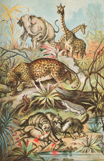 Very large diverse group of various species of animals found on the African savannah. Vintage etching circa 19th century.