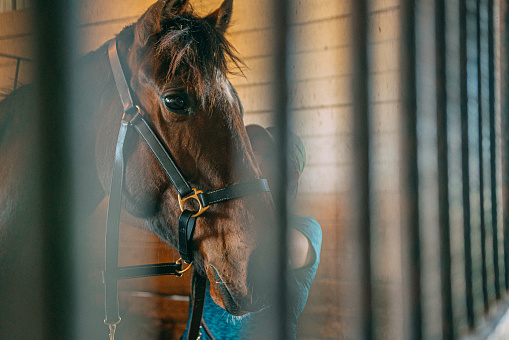 Young jockey woman putting a training bridle on a horse in a stable for recreational horseback riding in the USA