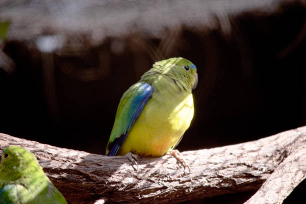 istock this is a close up of an orange bellied parrot 2008470255
