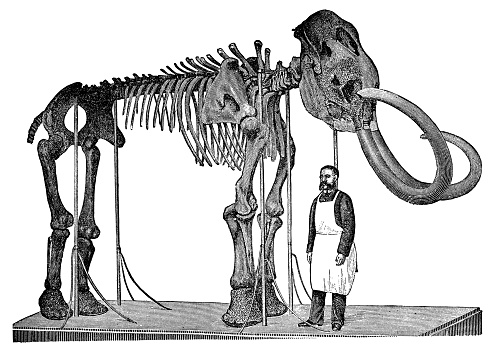 The Adams Wholly Mammoth skeleton (mammuthus primigenius), the first mammoth skeleton to be reconstructed. Vintage etching circa 19th century.