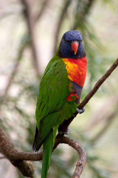 istock this is a close up of a rainbow lorikeet 2008472408
