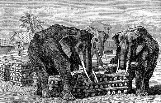 Indian Elephants (elephas maximus indicus) transporting logs in Thailand. Vintage etching circa 19th century.