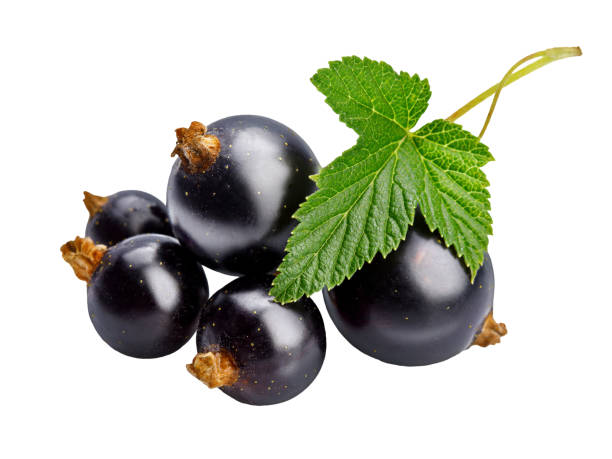 istock Berries black currant with green leaf. Fresh fruit, isolated on 2008479338