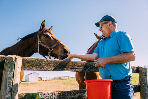 Mature man hand-feeding two rehomed horses feed pellets outdoors in the springtime