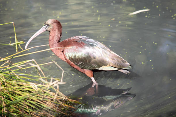 The glossy ibis neck is reddish-brown and the body is a bronze-brown with a metallic iridescent sheen on the wings.