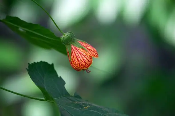 Flower of a redvein abutilon plant, Callianthe picta