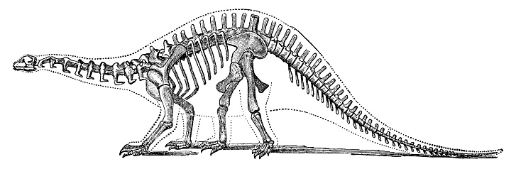 A Brontosaurus dinosaur skeleton (brontosaurus excelsus). Vintage etching circa 19th century.
