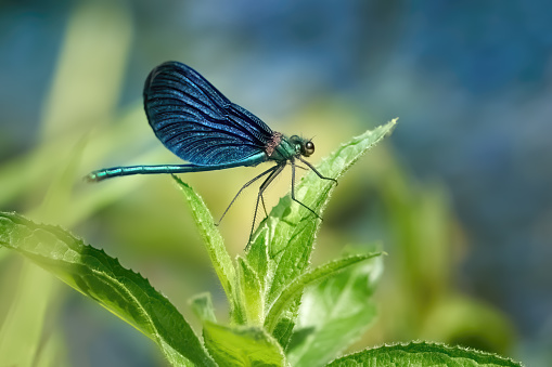 Male Beautiful Demoiselle (Calopteryx virgo) sitting on the upper leaves of a green plant - Baden-Württemberg, Germany