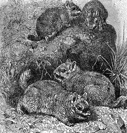Rock hyraxes (procavia capensis). Vintage etching circa 19th century.