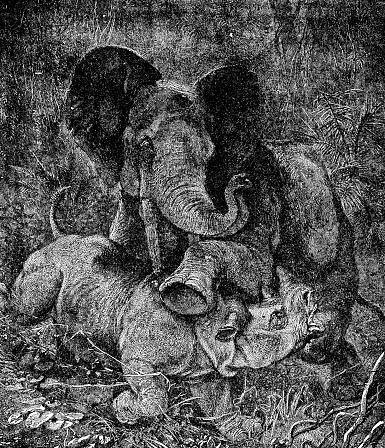 An African elephant (loxodonta) and White Rhinoceros (ceratotherium simum) fighting. Vintage etching circa 19th century.