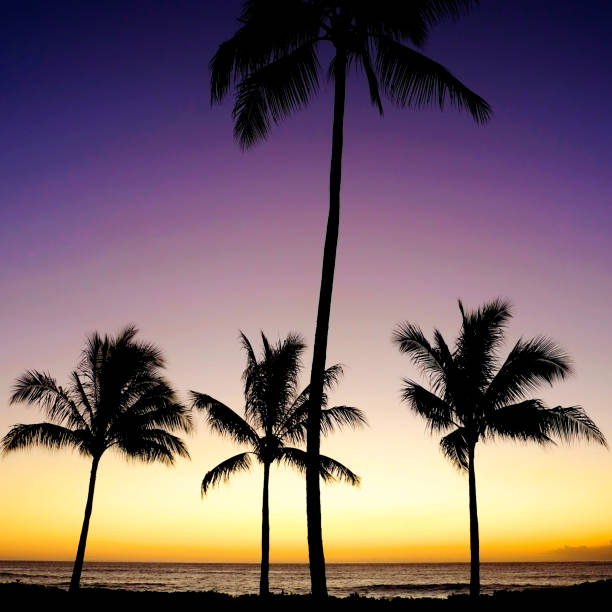 Tropical Palm Trees silhouette silhouetted by sunrise or sunset