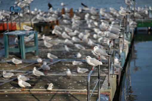 View of seagulls perching on quay.