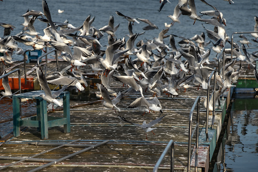 View of seagulls perching and flying on quay.