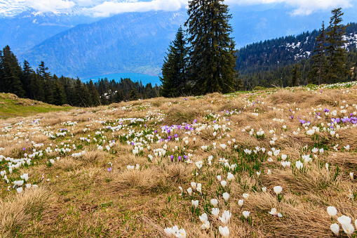 Wild purple and white Crocus alpine flowers blooming at spring in the Swiss Alps. Niederhorn, Switzerland. Beautiful Switzerland mountains landscape with blooming crocus flowers
