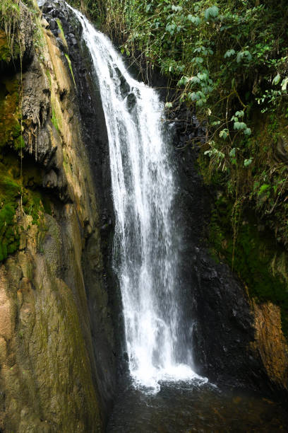istock The Cocora valley in Salento Colombia 2008513949