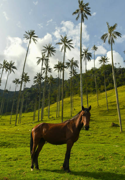 istock The Cocora valley in Salento Colombia 2008514464