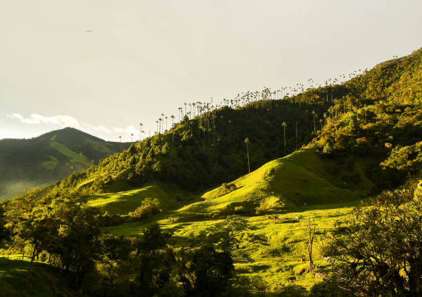 istock The Cocora valley in Salento Colombia 2008514495