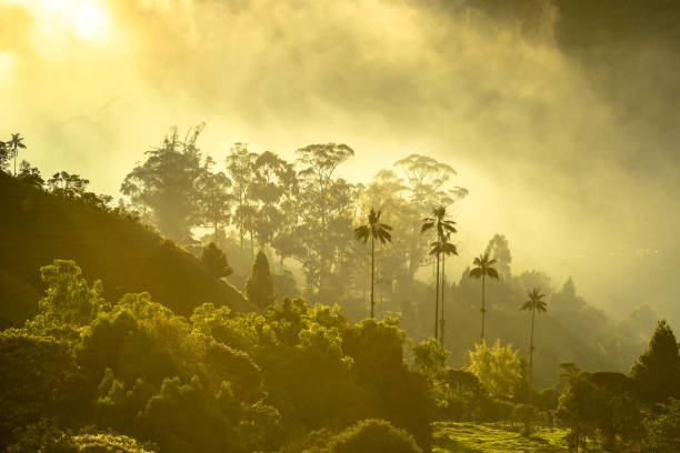 The cocora valley near Salento in Colombia with giants palms trees