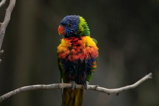 The colourful Rainbow Lorikeet (Trichoglossus moluccanus)