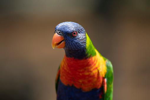 Side/front view macro close-up of a single vibrant Rainbow lorikeet (Trichoglossus Haematodus) tidying and cleaning chest feathers with its beak, shallow DOF