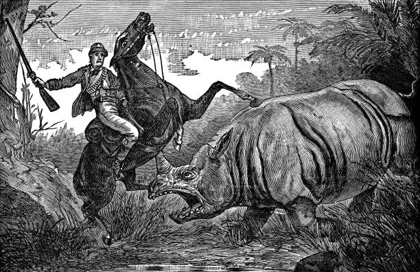 Big Game Hunter Attacked by White Rhinoceros in Africa - 19th Century A big game hunter being attacked by a White Rhinoceros in Africa. Vintage etching circa 19th century. two men hunting stock illustrations