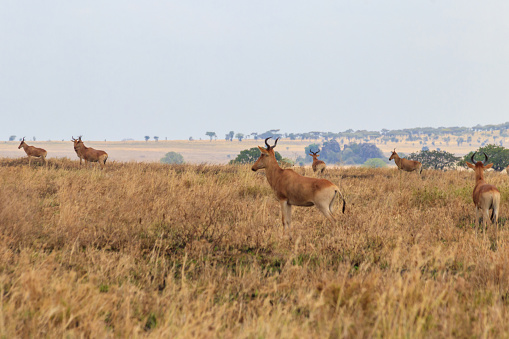 Herd of Coke's hartebeest (Alcelaphus buselaphus cokii) or kongoni in Serengeti national park in Tanzania, Africa