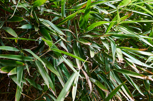 A forest of arrow bamboo (Pseudosasa japonica).
