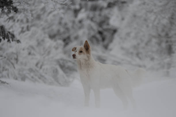 istock A Swiss white shepherd dog during winter in a forest 2008534464